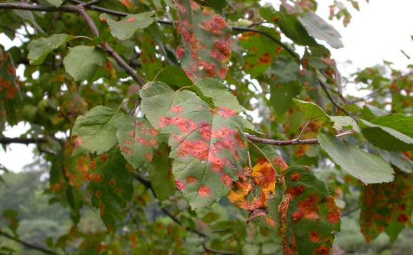 Bright orange spots on apple